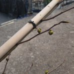 Asimina trojlaločná - Banán severu PAW PAW (Asimina triloba) ´PRIMA 1216®´ - výška 270-290 cm, kont. C35L